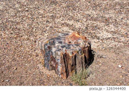 Petrified wood logs on desert ground in Petrified Forest National Park Arizona Petrified wood logs on desert ground in Petrified Forest National Park Arizona 126344400