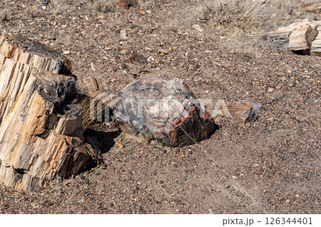 Petrified wood logs on desert ground in Petrified Forest National Park Arizona Petrified wood logs on desert ground in Petrified Forest National Park Arizona 126344401