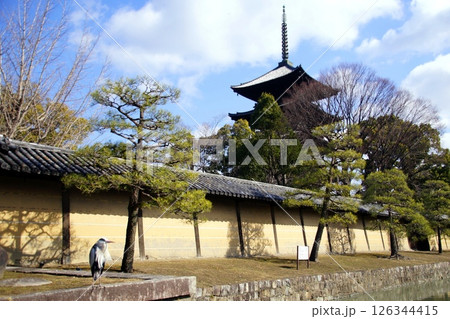 京都府　東寺・五重塔（国宝） 京都市 南区 九条町　2022年2月 126344415
