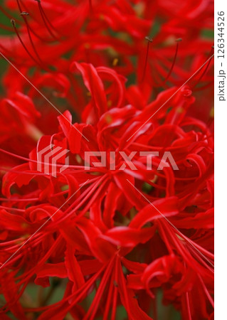 真っ赤な彼岸花 真っ赤な彼岸花 126344526