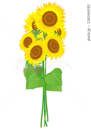 ひまわりの花束｜ベクターイラスト素材 126344592