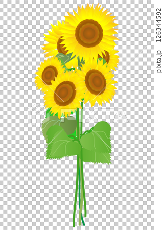 ひまわりの花束｜ベクターイラスト素材 126344592