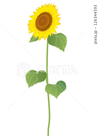 ひまわりの花(茎つき)|ベクターイラスト素材 ひまわりの花(茎つき)|ベクターイラスト素材 126344593