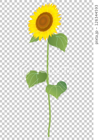 ひまわりの花(茎つき)|ベクターイラスト素材 ひまわりの花(茎つき)|ベクターイラスト素材 126344593