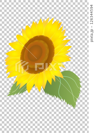 ひまわりの花のアップ(斜め・葉つき)|ベクターイラスト素材 ひまわりの花のアップ(斜め・葉つき)|ベクターイラスト素材 126344594