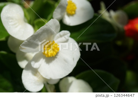 ベゴニア 126344647