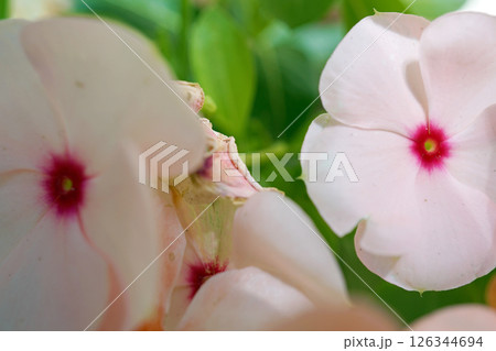 日々草 日々草 126344694