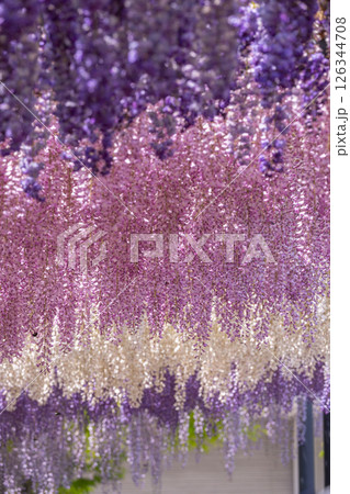 万博記念公園　藤まつり 126344708