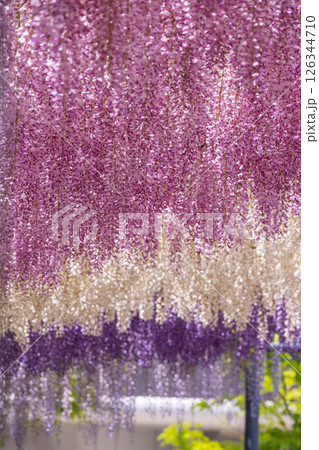 万博記念公園 藤まつり 万博記念公園 藤まつり 126344710