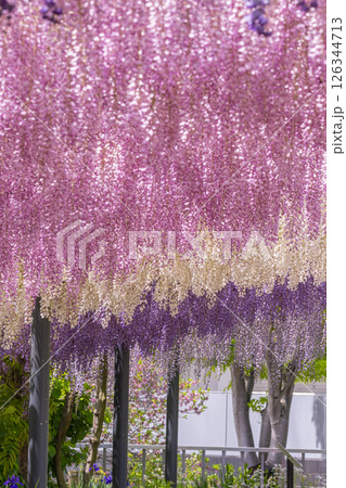 万博記念公園 藤まつり 万博記念公園 藤まつり 126344713