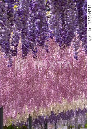 万博記念公園　藤まつり 126344716