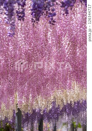 万博記念公園　藤まつり 126344717