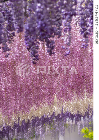 万博記念公園 藤まつり 万博記念公園 藤まつり 126344721