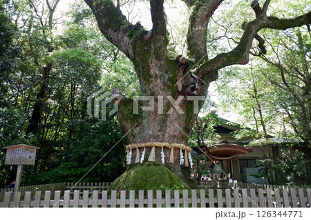 愛知県　熱田神宮の大楠 126344771