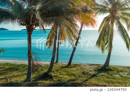 tropical beach with coconut palm trees 126344793
