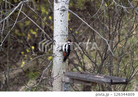 Great Spotted Woodpecker (lat. Dendrocopos major) near a wooden bird feeder in the forest. Sits on an aspen trunk. Photo project Birds of Eastern Siberia. 126344809