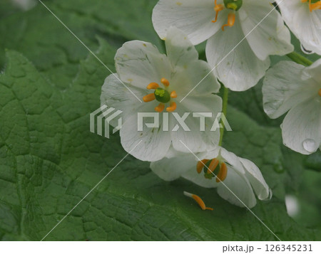 サンカヨウの花-1 126345231