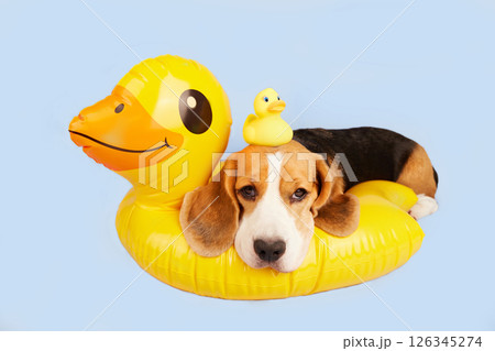 A beagle dog is lying on an inflatable floating circle 126345274