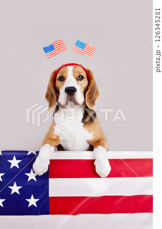 Cute beagle dog with a decoration on his head with an American flag. Cute beagle dog with a decoration on his head with an American flag. 126345281
