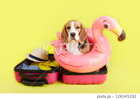 A beagle dog at a suitcase with things and a floating inflatable flamingo A beagle dog at a suitcase with things and a floating inflatable flamingo 126345282