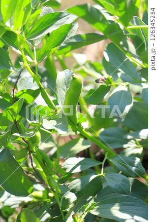 大きく育った空豆（ソラマメ）の実 126345284