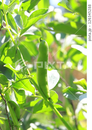 大きく育った空豆(ソラマメ)の実 大きく育った空豆(ソラマメ)の実 126345288