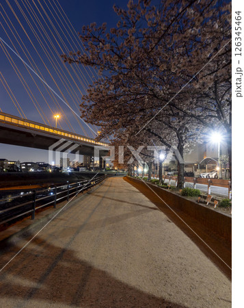 夜の桜並木と川沿いの景色 126345464