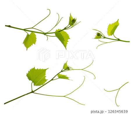 Set: vine with leaves isolated on white background. Banner of organic .green grapes. Summer . Wine Day. 126345639