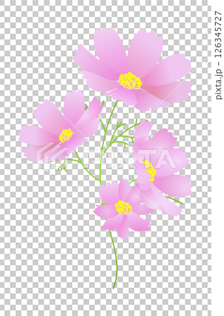粉紅波斯菊（1朵花）|向量插圖素材 126345727