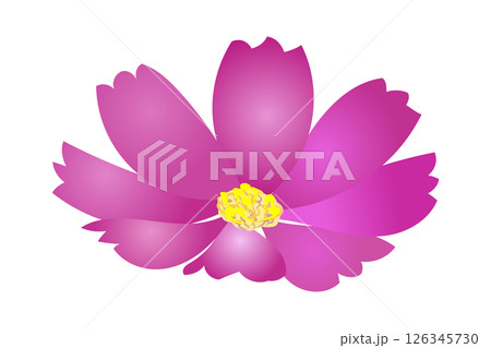 紅色のコスモスの花（アップ）｜ベクターイラスト素材 126345730