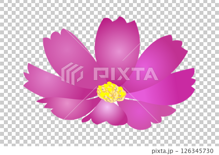 紅色のコスモスの花（アップ）｜ベクターイラスト素材 126345730