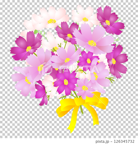 紅色，粉紅色和白色波斯菊花束|向量插圖素材 126345732