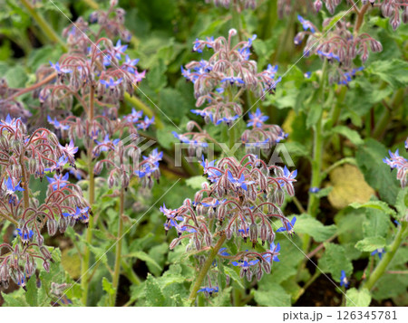 ボリジの花 ムラサキ科 ボリジの花 ムラサキ科 126345781