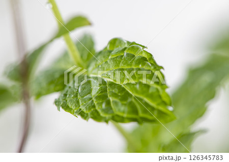 ミントの葉 126345783