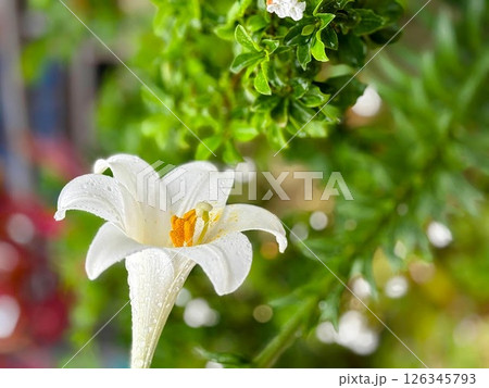 雨に濡れる白いユリの花 126345793