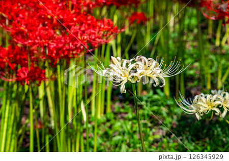 埼玉 幸手権現堂堤の曼殊沙華 埼玉 幸手権現堂堤の曼殊沙華 126345929