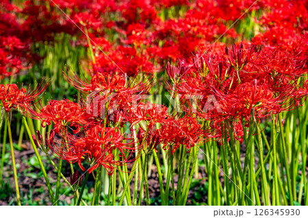 埼玉 幸手権現堂堤の曼殊沙華 埼玉 幸手権現堂堤の曼殊沙華 126345930