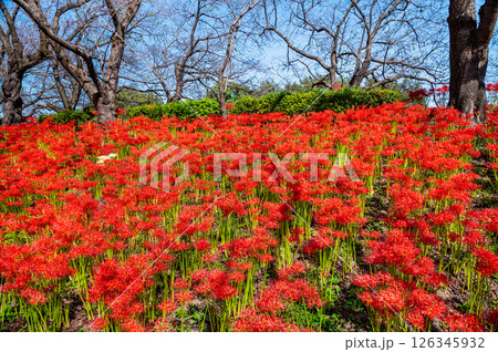埼玉 幸手権現堂堤の曼殊沙華 埼玉 幸手権現堂堤の曼殊沙華 126345932