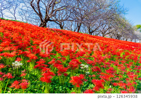 埼玉 幸手権現堂堤の曼殊沙華 126345938