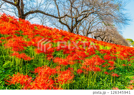 埼玉 幸手権現堂堤の曼殊沙華 埼玉 幸手権現堂堤の曼殊沙華 126345941