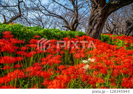 埼玉 幸手権現堂堤の曼殊沙華 126345943