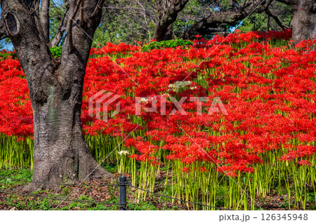 埼玉 幸手権現堂堤の曼殊沙華 埼玉 幸手権現堂堤の曼殊沙華 126345948