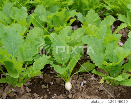 小カブの栽培 小カブの栽培 126346039