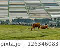 阿蘇の田畑を背景に赤牛 126346083