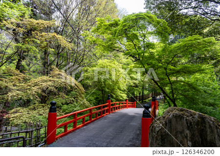 新緑に映える赤い橋 新緑に映える赤い橋 126346200