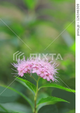 ピンク色の小さなシモツケの花 126346309