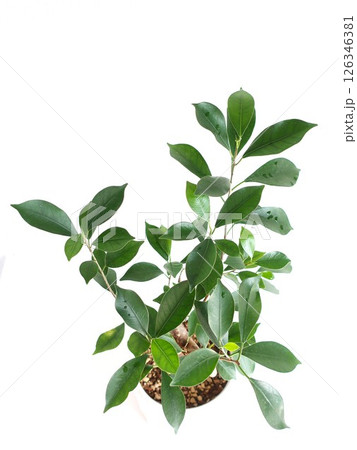 ガジュマル　観葉植物 126346381