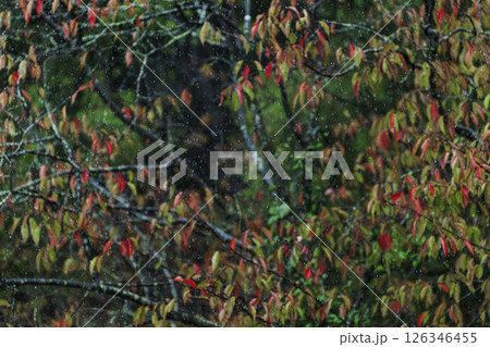 秋の森景色 赤く紅葉した桜に降る雨 秋の森景色 赤く紅葉した桜に降る雨 126346455