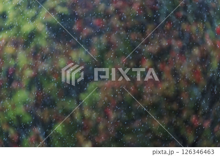 秋の森景色 赤く紅葉した桜に降る雨 秋の森景色 赤く紅葉した桜に降る雨 126346463