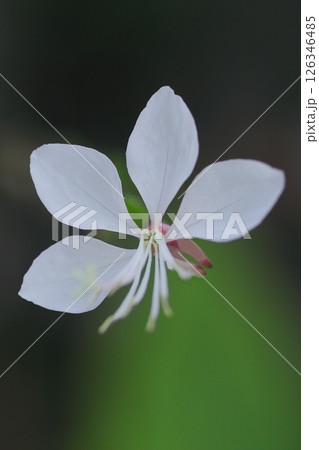 白いガウラの花 126346485